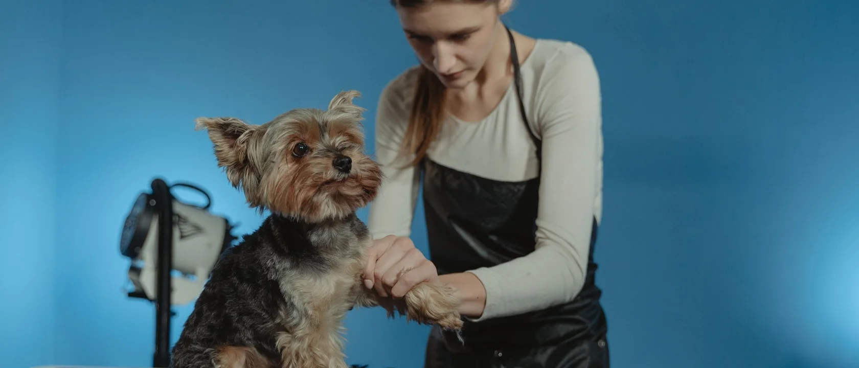 Professional groomer with a yorkshire terrier on a grooming table